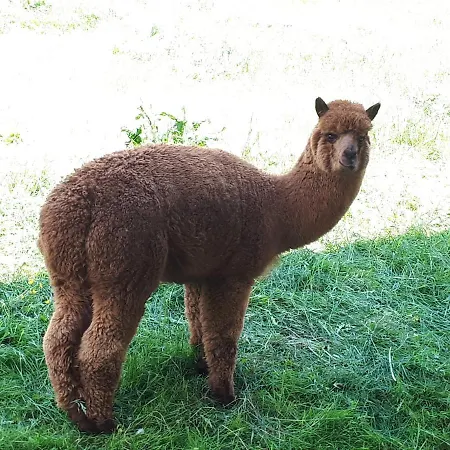 Daire Brenner Sankt Kathrein am Offenegg