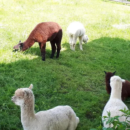 Brenner * Sankt Kathrein am Offenegg