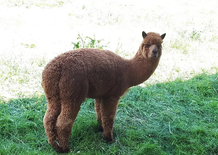 Apartamento Brenner Sankt Kathrein am Offenegg